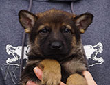 german shepherd puppy for sale