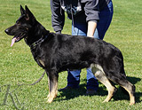 german shepherd dog breeding female