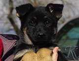 german shepherd puppy for sale