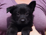 german shepherd puppy for sale