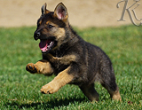 german shepherd puppy for sale