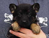 german shepherd puppy for sale