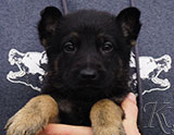 german shepherd puppy for sale