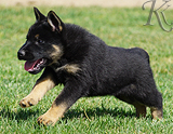 german shepherd puppy for sale