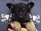 german shepherd puppy for sale