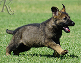 german shepherd puppy for sale