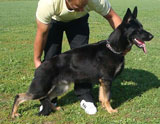 German Shepherd female Karo