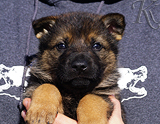 german shepherd puppy for sale