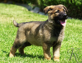 german shepherd puppy for sale