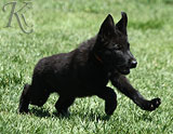 german shepherd puppies for sale