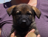 german shepherd puppy for sale