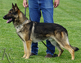 trained personal protection german shepherd dog for sale