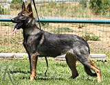 german shepherd  for sale