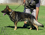 AKC registered trained personal protection german shepherd dog for sale