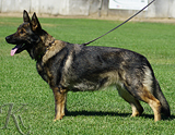 trained personal protection german shepherd dog for sale