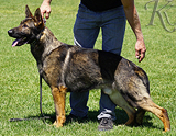 AKC registered trained personal protection german shepherd dog for sale