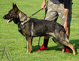 AKC registered trained personal protection german shepherd dog for sale