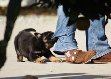 personal protection dog barking