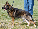 trained personal protection german shepherd dog for sale