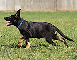 german shepherd puppies for sale