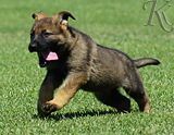 german shepherd puppy for sale