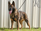 german shepherd Laf