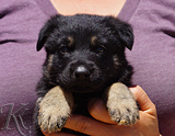 german shepherd puppy for sale