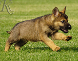 german shepherd puppy for sale