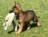 german shepherd puppies for sale