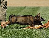 german shepherd puppy for sale