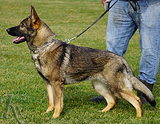 german shepherd future breeding female