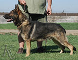 trained German Shepherd  dog for sale