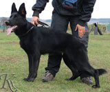 german shepherd Lara z Udoli ediny