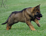 german shepherd puppy for sale