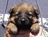 german shepherd puppy for sale