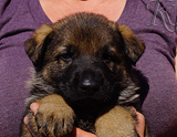 german shepherd puppy for sale