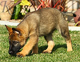 german shepherd puppies for sale