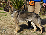 german shepherd puppy for sale