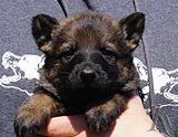 german shepherd puppy for sale