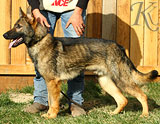 german shepherd puppies for sale