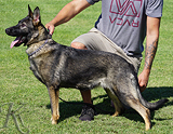 AKC registered german shepherd puppy / young adult for sale