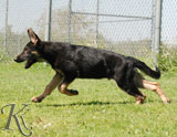 german shepherd  puppy Lennox