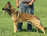 trained personal protection german shepherd dog for sale