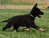 german shepherd puppy for sale