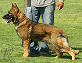 german shepherd for sale