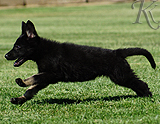 german shepherd puppy for sale