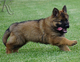 german shepherd puppy for sale