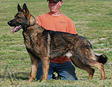 german shepherd Lex