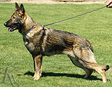 trained personal protection german shepherd dog for sale