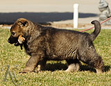 german shepherd puppies for sale